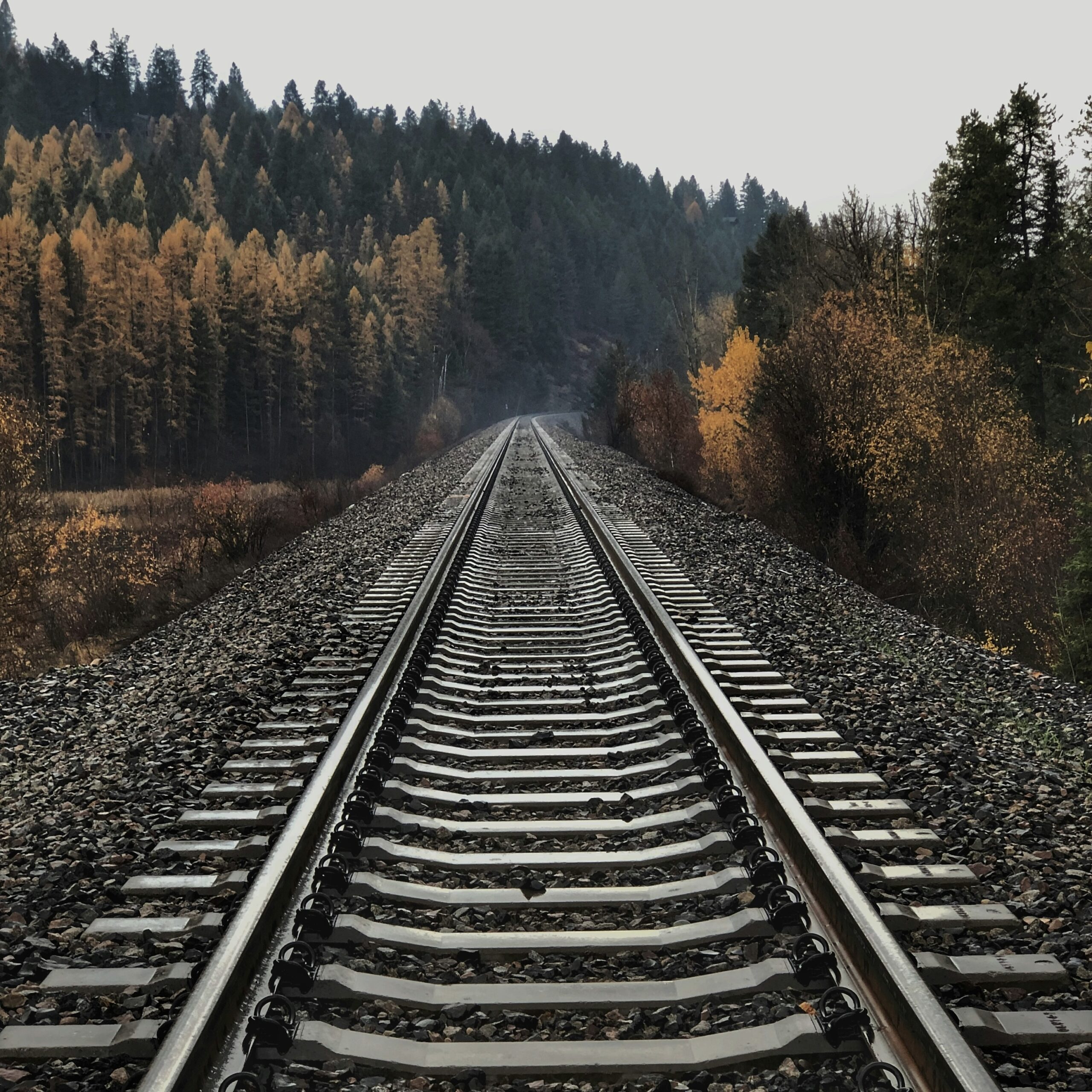 railroad tracks in forest